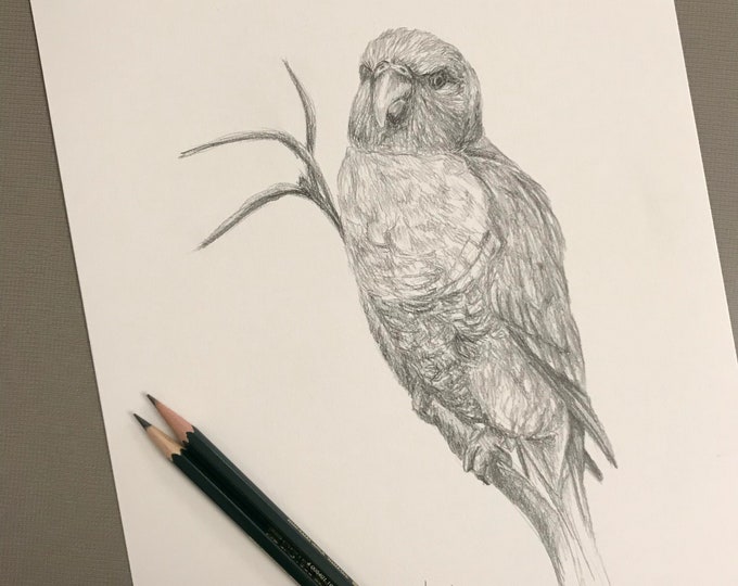 Original bird pencil drawing Nicolae Art artist Nicole Smith sketch 9x12