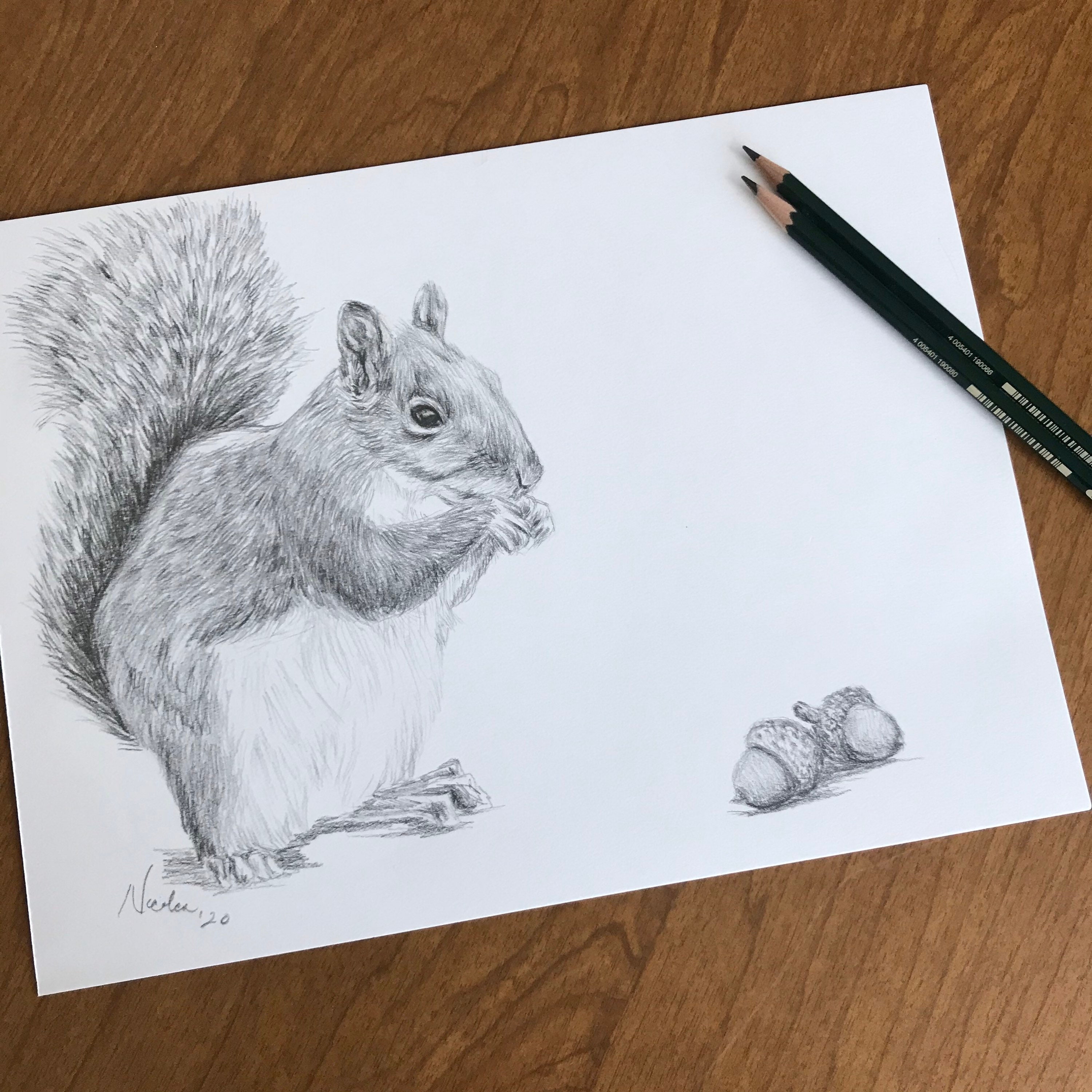 Original pencil drawing Nicolae Art animal artist Nicole Smith squirrel sketch 9x12 Original pencil drawing Nicolae Art animal artist Nicole Smith squirrel sketch 9x12