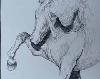 Andalusian Horse Pencil Drawing, Equine Art, 11x14