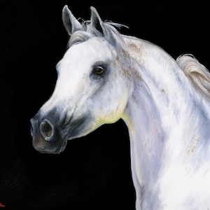 original Horse oil painting Nicolae Art Nicole Smith Artist Equine Art Arabian Horse on black background