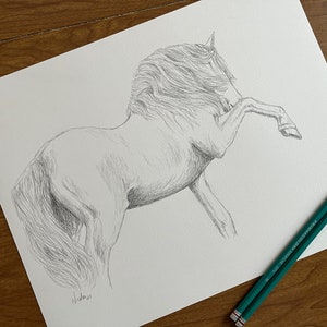 Orignial horse pencil drawing by equine artist Nicole Smith Andalusian art graphite sketch size 11x14