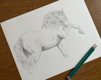 Andalusian Horse Pencil Drawing, Equine Art, 11x14