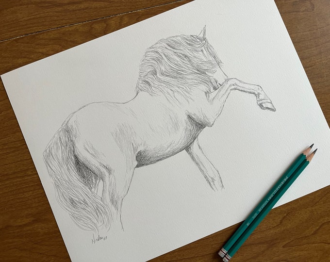 Orignial horse pencil drawing by equine artist Nicole Smith Andalusian art graphite sketch size 11x14