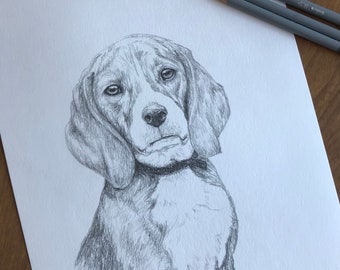 BEAGLE Original Color Pencil Drawing - Dog Art - Portrait Size