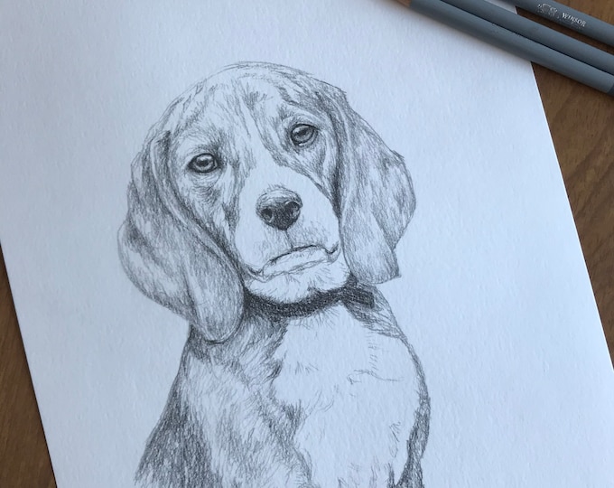 Original dog pencil drawing Nicolae Art animal artist Nicole Smith Beagle canine sketch 9x12