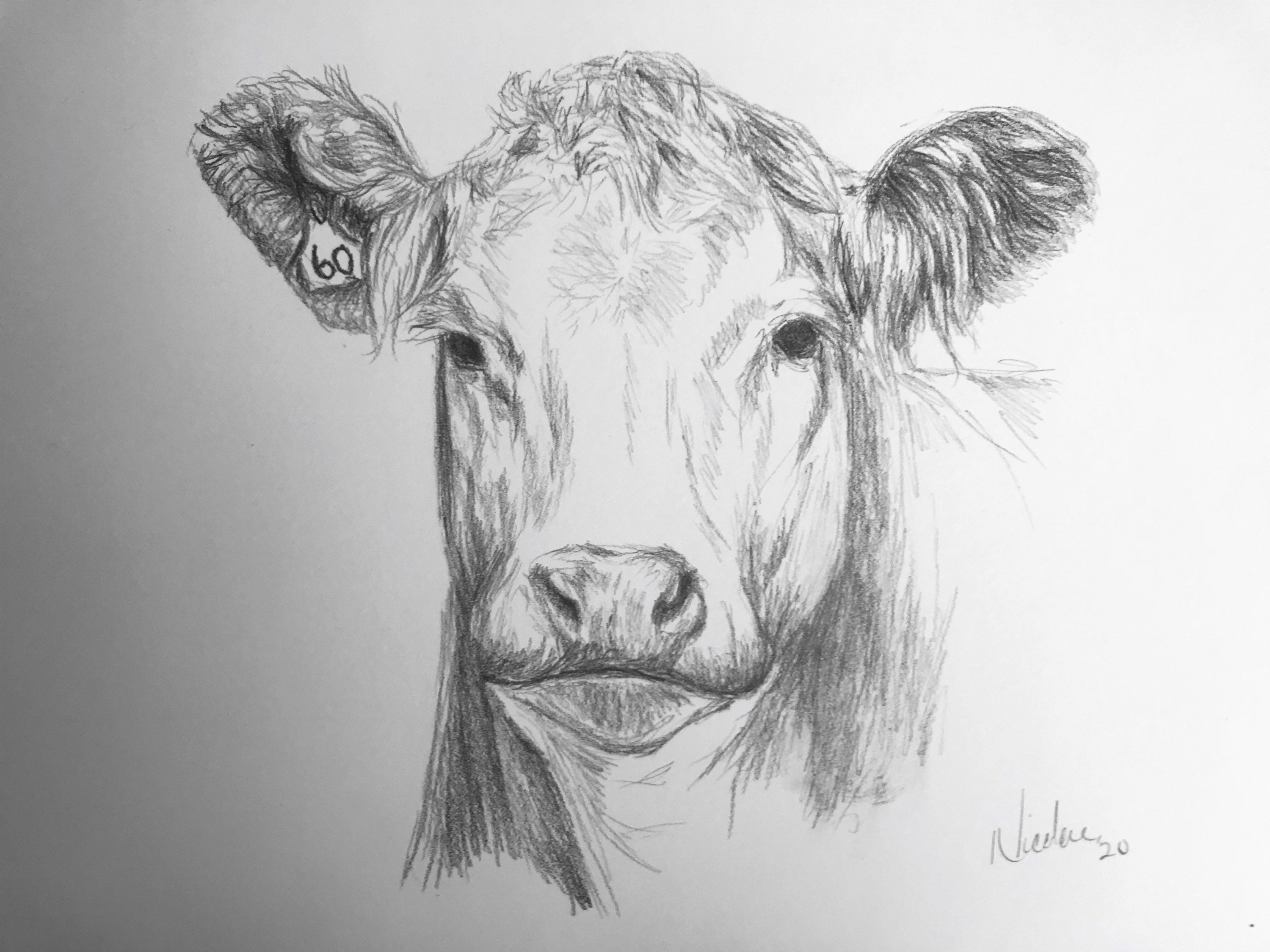 Portrait of a cow isolated on white background pencil drawing Generative  ai Stock Illustration  Adobe Stock