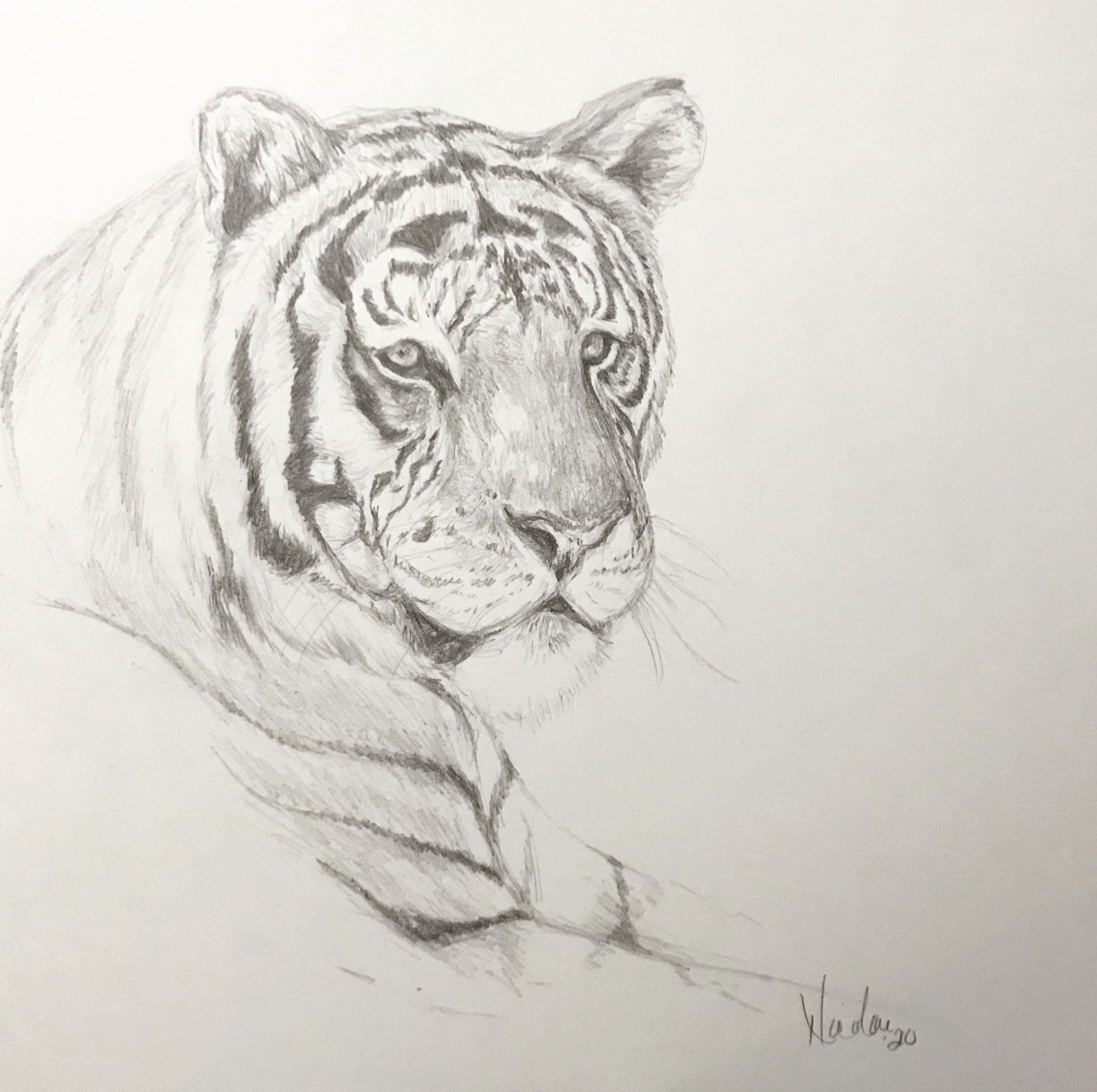 Original tiger pencil drawing Nicolae Art animal artist Nicole Smith sketch 9x12 Original tiger pencil drawing Nicolae Art animal artist Nicole Smith sketch 9x12
