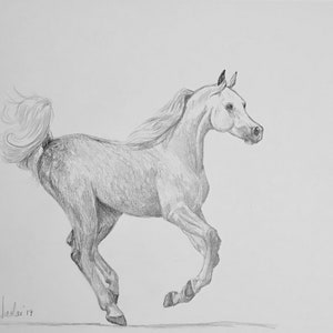 Orignial Arabian horse artwork graphite pencil sketch 11x14 Nicolae Art Equine Artist