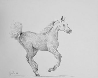 Origineel Arabisch paard kunstwerk grafiet potloodschets 11x14 Nicolae Art Equine Artist