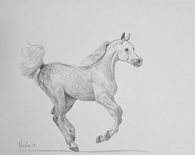 Orignial Arabian horse artwork graphite pencil sketch 11x14 Nicolae Art Equine Artist