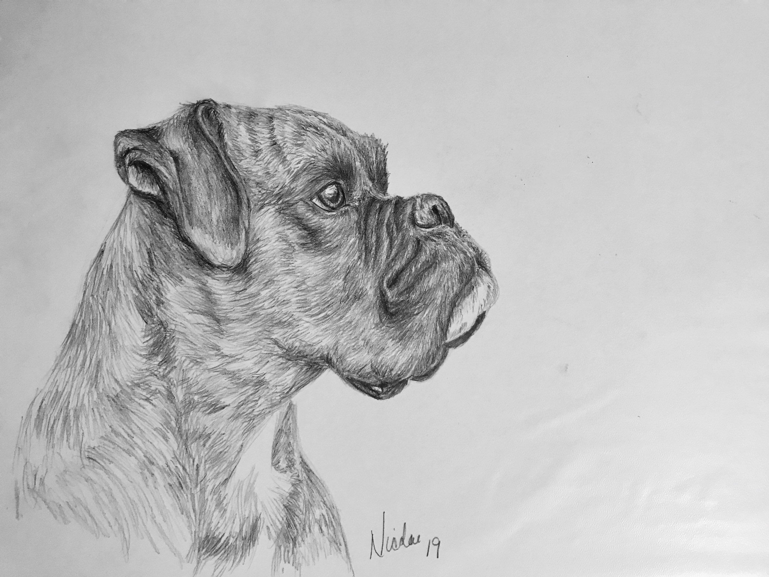 Original Boxer dog drawing Nicolae Art pet artist Nicole Smith pencil