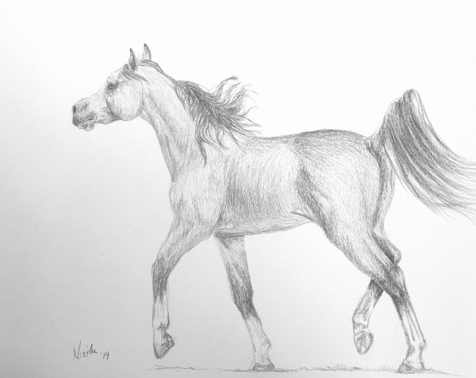 Orignial Arabian horse artwork graphite pencil sketch 11x14 Nicolae Art Equine Artist