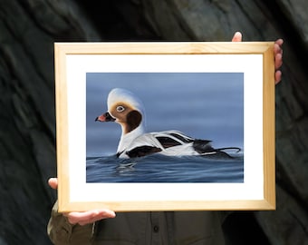 Long-Tailed Duck Fine Art Print