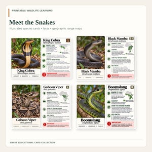 May include: A printable wildlife learning set titled Meet the Snakes featuring four illustrated species cards for the King Cobra, Black Mamba, Gaboon Viper, and Boomslang. Each card includes a snake photograph, scientific name, habitat, and facts.