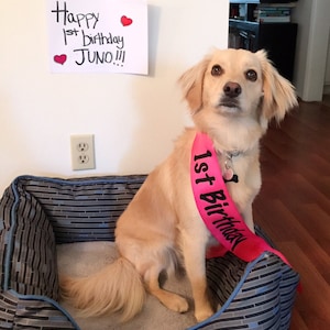 Pet Sash - Dog Sash - Pet Birthday - Dog Birthday - Custom Sash