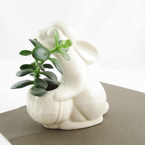 May include: White ceramic bunny planter with a green succulent plant growing inside. The bunny is holding the pot in its paws.
