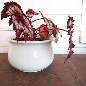 May include: A white ceramic pot with a red and white variegated plant with large leaves. The pot is sitting on a rusty metal surface.