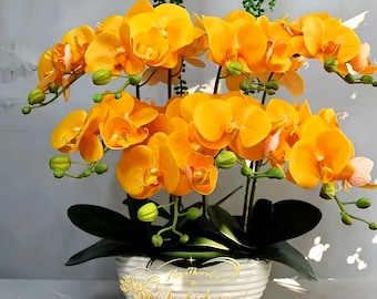 Phalaenopsis 'Golden Treasure' Orchid Live Plant, Golden Moth Orchid Seedling, Easy Care Indoor Houseplant Gift
