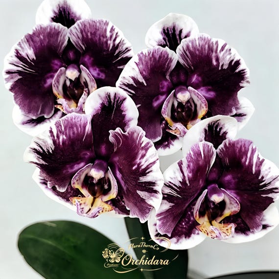 Rare Phalaenopsis 'Voodoo Doll' Moth Orchid, Dark Bloom Seedling, Unique Indoor Houseplant for Collectors