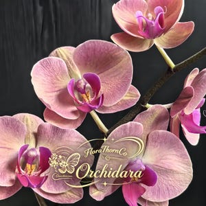 Op de afbeelding: Een tros Phalaenopsis-orchideeën met zachtroze en mauve bloemblaadjes, voorzien van levendige magenta centra en gele accenten. Een goudkleurig logo met de tekst FloraThornCo en het woord Orchidara is over de bloemblaadjes geplaatst.