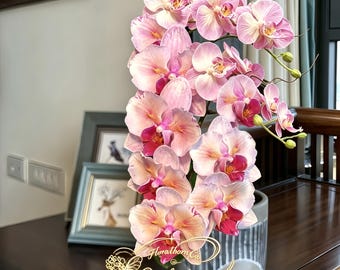 Phalaenopsis Orchid Seedling 'Sakura Princess', Live Moth Orchid Young Plant, Tropical Indoor Houseplant for Orchid Collectors