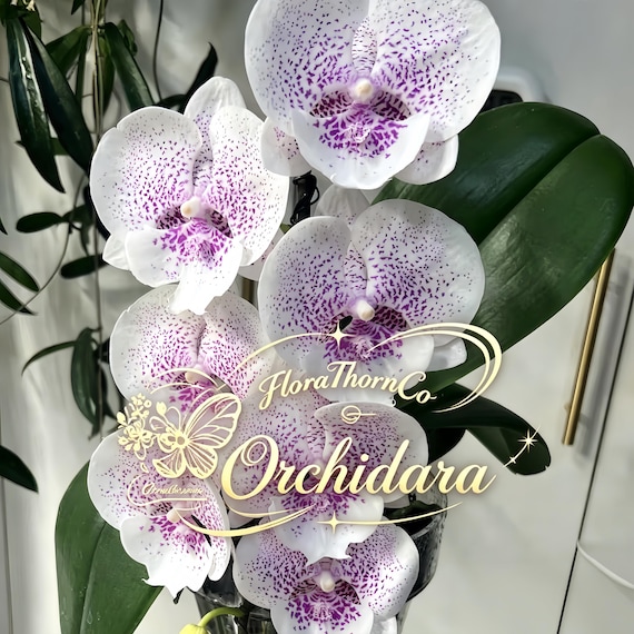 Phalaenopsis Orchid Seedling 'Unicorn', Live Moth Orchid Young Plant, Dreamy Gradient Tropical Houseplant for Orchid Collectors