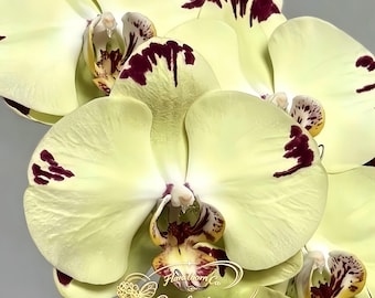Phalaenopsis 'Golden Carving' Orchid Live Plant, Golden Bloom Moth Orchid Seedling, Easy Care Indoor Houseplant Gift