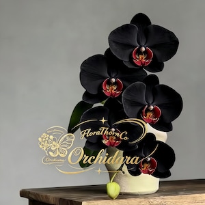May include: A potted orchid plant with five large, matte black petals and a deep red and yellow center. The plant is in a light-colored pot. Overlaid in gold text and graphics are the words FloraThorn Co and the word Orchidara.