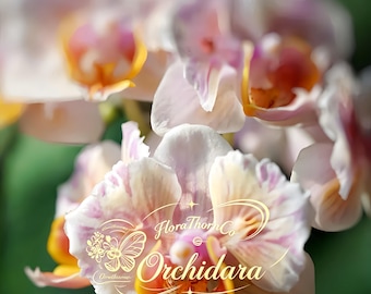 Rare Phalaenopsis 'Sparkle' Moth Orchid, Glittering Bloom Seedling, Exotic Indoor Houseplant for Collectors
