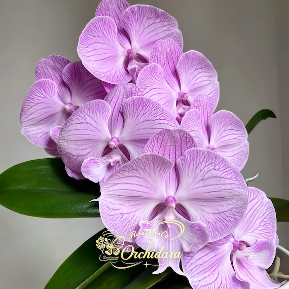 Phalaenopsis Orchid Seedling 'Polite Gentleman', Live Moth Orchid Young Plant, Soft White-Pink Tropical Houseplant for Orchid Collectors
