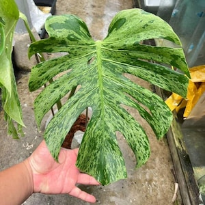 Könnte beinhalten: Ein großes Blatt einer Monstera Deliciosa Thai Constellation mit einem ausgeprägten Muster aus dunkelgrüner und cremefarbener Panaschierung. Das herzförmige Blatt weist tiefe natürliche Schlitze und Perforationen auf.