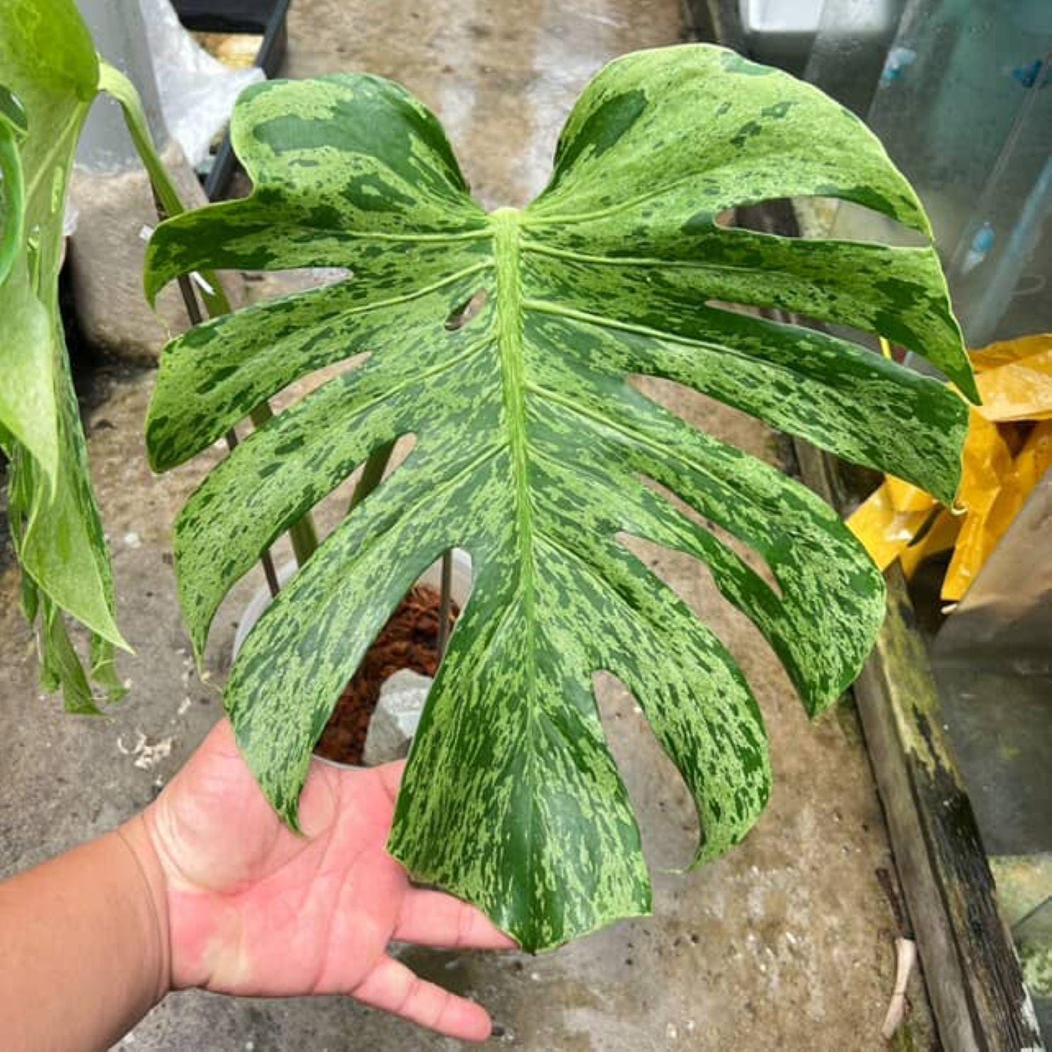 Monstera green snow - Etsy 日本