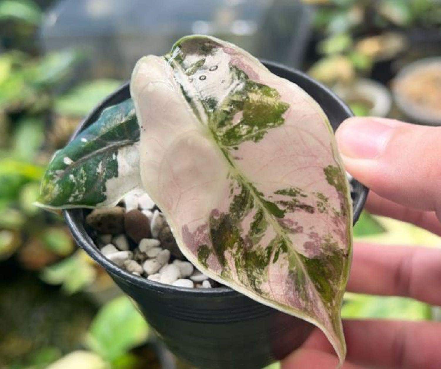 V*a様 希少 アロカシア ワトソニアナ ピンク ミント Alocasia