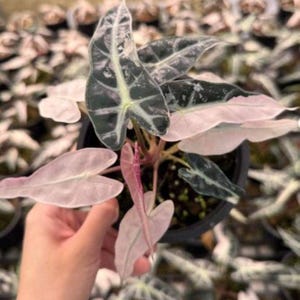 Puede incluir: Una planta Alocasia en una maceta de plástico negra con hojas variegadas en forma de flecha. El follaje muestra un contraste llamativo entre secciones de color verde oscuro profundo con venas claras y parches variegados rosa pastel.