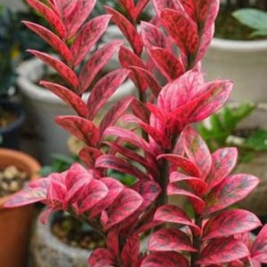 Puede incluir: Una planta Zamioculcas zamiifolia con hojas variegadas vibrantes en tonos rosa brillante y magenta intenso con vetas verde oscuro. La planta tiene múltiples tallos erguidos que crecen desde una maceta de cerámica blanca llena de guijarros.