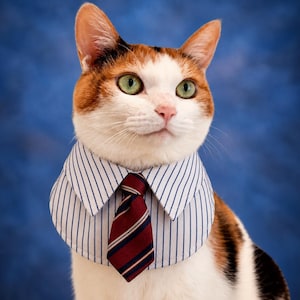 May include: A calico cat wearing a white and blue pinstriped detachable shirt collar with a dark red necktie featuring thin diagonal stripes in white and navy blue. The collar is fastened around the neck, displaying a formal business style.