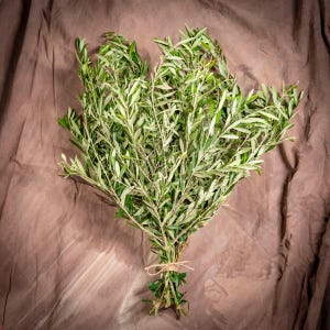 Puede incluir: Un manojo de ramas de olivo frescas con hojas verdes alargadas y puntiagudas. Los tallos están reunidos en la base y sujetos con un trozo de cuerda natural, creando un arreglo en forma de abanico de follaje con tonos verde plateado.