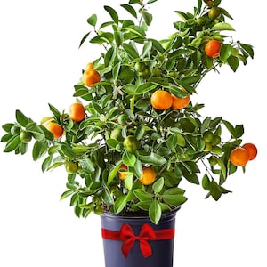 May include: A potted citrus tree with vibrant green leaves and numerous small, round orange fruits. The plant is housed in a dark, solid-colored plastic container that is decorated with a bright red ribbon tied into a bow around the center.