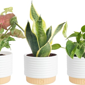 以下が含まれることがあります： 白いリブ付きセラミック製の鉢に入った3つの観葉植物。鉢の底は明るい木目調です。左の植物はピンクと緑の斑入りの葉、中央は縁が黄色いサンセベリア、右の植物は緑色の葉をしています。