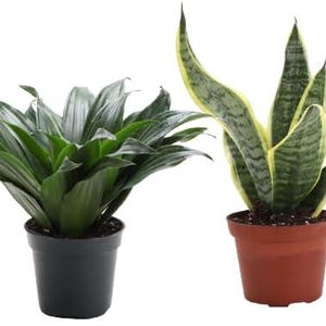 Op de afbeelding: Vier kamerplanten in potten op een rij. De eerste is een lichtgroene pijlpuntplant, de tweede een donkergroene dracaena, de derde een hoge sansevieria met geelgerande bladeren in een bruine pot en de vierde is een gevlekte drakenklimop.