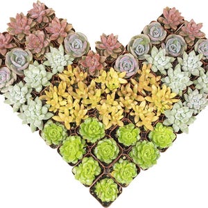 Può includere: Una collezione di piccole piante succulente in vaso disposte a forma di cuore. Le piante presentano una varietà di colori, tra cui sfumature di rosa, viola, verde chiaro e giallo, con ogni singola succulenta in un piccolo vaso di plastica marrone.