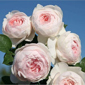 May include: A cluster of five pale pink roses with dense, multi-layered petals arranged in a rounded, full bloom shape. The flowers feature soft, light pink centers that transition to creamy white outer petals, accompanied by dark green leaves.