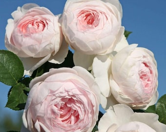 Heirloom Earth Angel Floribunda Rose, Fragrant Pink Blooms, Own-Root Plant (1-Gallon)