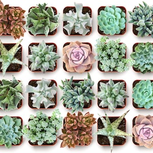 May include: A collection of twenty individual succulent plants arranged in a grid, each potted in a small square container. The plants display a variety of shapes, textures, and colors, including shades of green, pale pink, silver, and reddish-brown.
