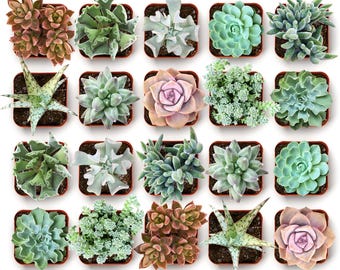 Coastal Mini Succulents, Ocean-Inspired Live Plants (100 Pack)