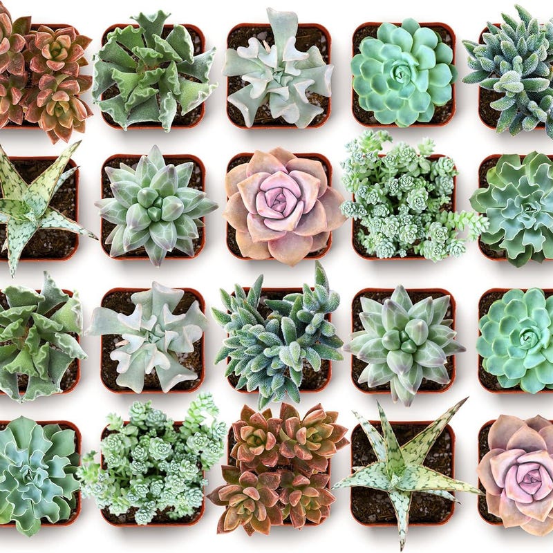 Ocean Plants Etsy Ocean Plants Etsy