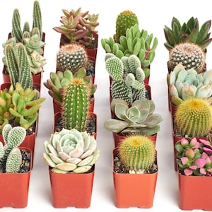 May include: A collection of sixteen assorted small potted succulents and cacti in individual square terracotta-coloured plastic containers. The plants feature various green, pink, and yellow hues, including spiky cacti and rosette-shaped succulents.