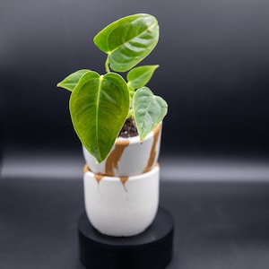 May include: A small green plant with heart-shaped leaves potted in a white ceramic container featuring gold-colored paint drips. The plant is positioned inside a second, matching white ceramic container with gold paint accents at the top rim.
