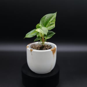 May include: A small variegated philodendron plant with green and light yellow leaves potted in a white ceramic planter. The planter features a smooth white finish with decorative brown, textured accents along the top rim and sides.