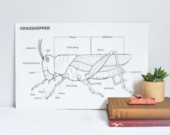 Vintage School Chart, Grasshopper School Chart, Original Vintage School Poster, Grasshopper Anatomy Chart, Bugs and Insects Chart, 1989